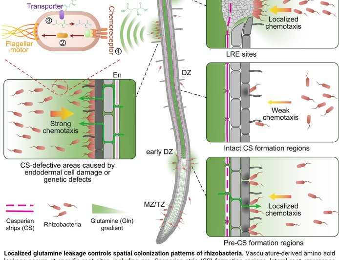 Role of glutamine in plant root microbial colonization