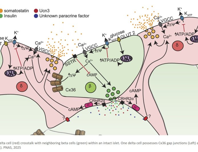 Beta and delta cells communication to control glucose homeostasis in diabetes