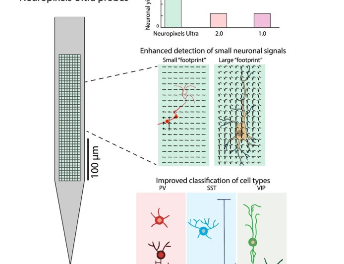 Brain probe powerfully records neural circuits during behavior