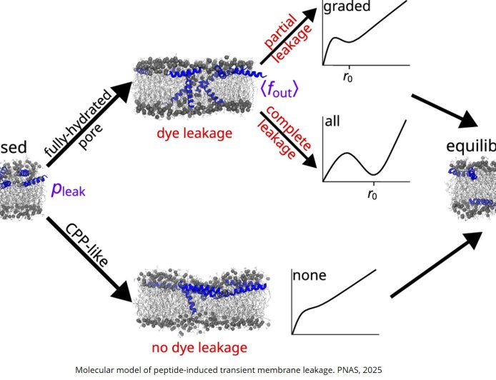 How antimicrobial peptides induce transient pores