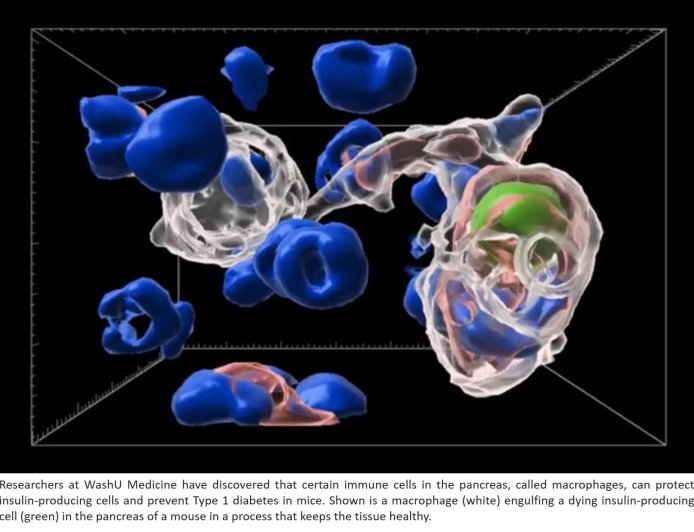 Macrophages protect insulin production in pancreas