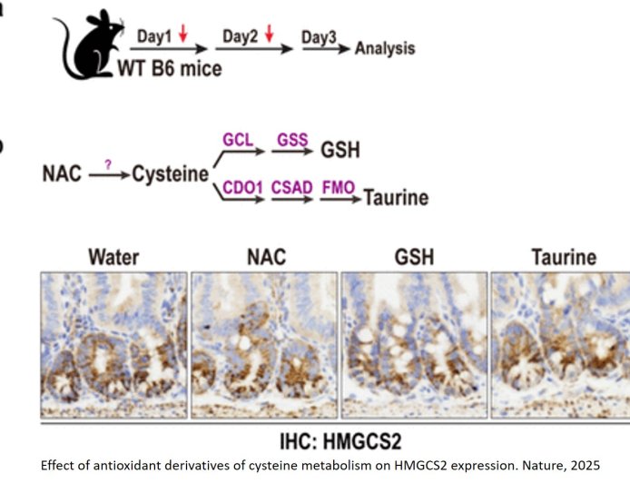 A cysteine-rich diet may promote regeneration of the intestinal lining