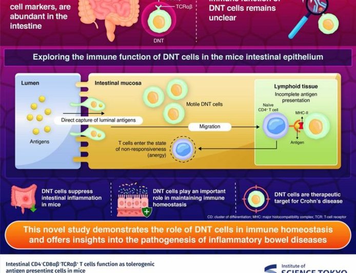 ‘Unconventional’ immune cells to tackle inflammation in the gut
