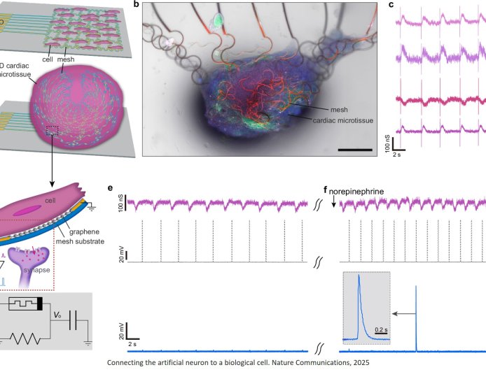 First artificial neurons that could directly communicate with living cells