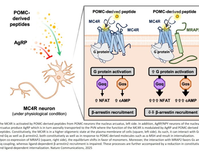 Key mechanism for appetite and weight control