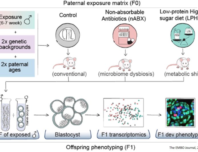 Fathers shape embryonic development through molecular ‘signatures’