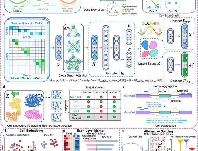 DOLPHIN for exon-level single-cell RNA-seq data analysis