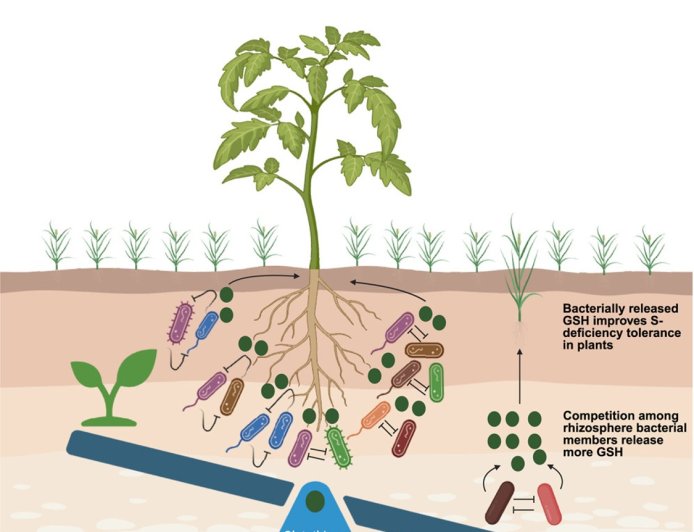 Hidden plant–microbe strategy that boosts crop growth under nutrient stress