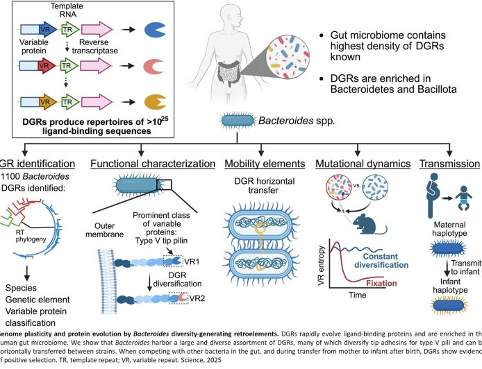 How gut bacteria adapt to new environments