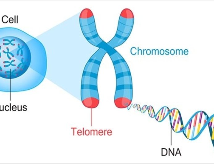 Telomere