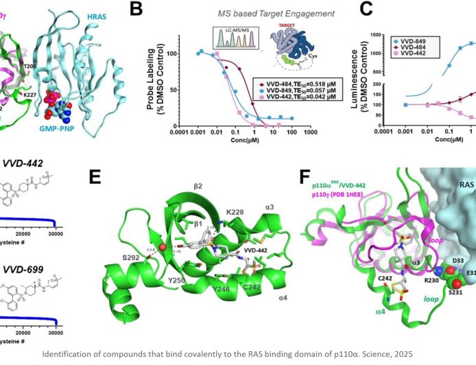 Covalent inhibitors impair tumor growth driven by RAS and HER2