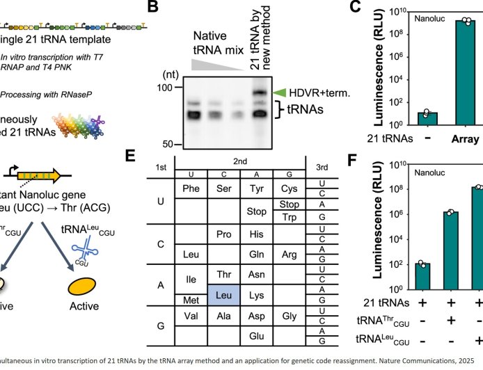 Simultaneous synthesis of all 21 types of tRNA in vitro