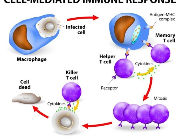 Cell Mediated Immunity