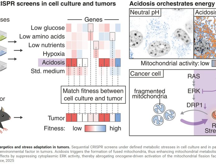 Acidic tumor environment promotes survival and growth of cancer cells