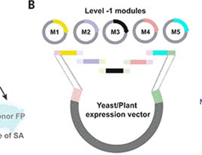 SALICYLIC ACID SENSOR1 to monitor hormone levels during pathogen infection