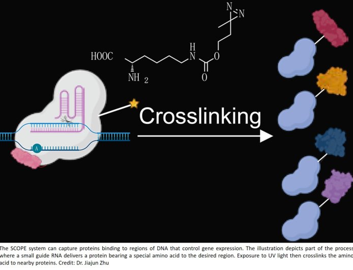 A chemical epigenetic tool to probe site-specific DNA-binding protein complexes