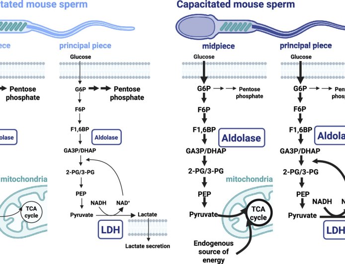 How sperm achieves energy demands for fertilization