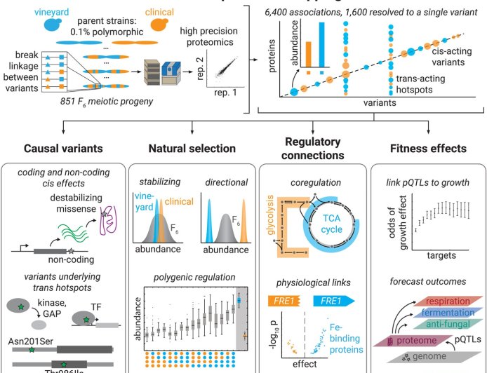 A genome-to-proteome map