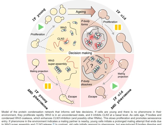 Protein condensates determine a cell’s fate