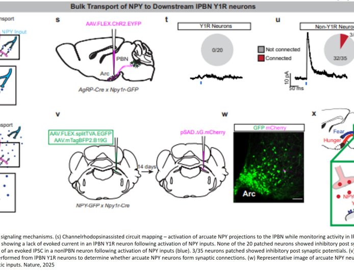 Brainstem hub for stopping pain signals from reaching the brain