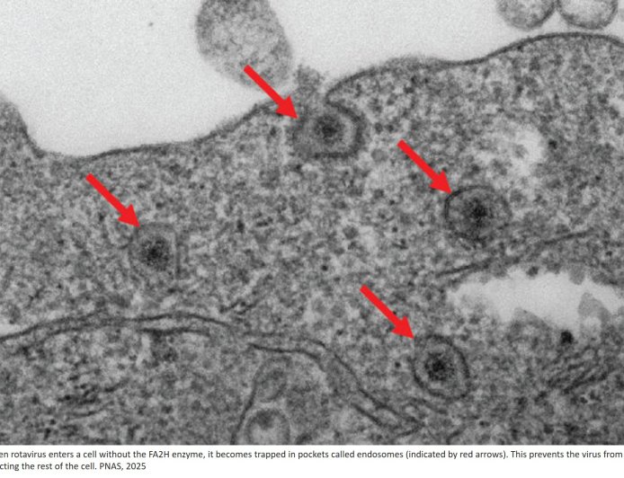 How retroviruses escape endosome to infect cells