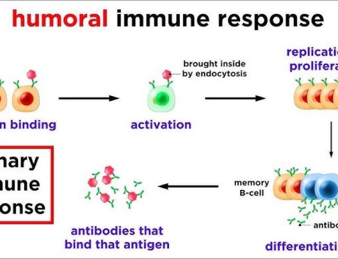 Humoral Immunity