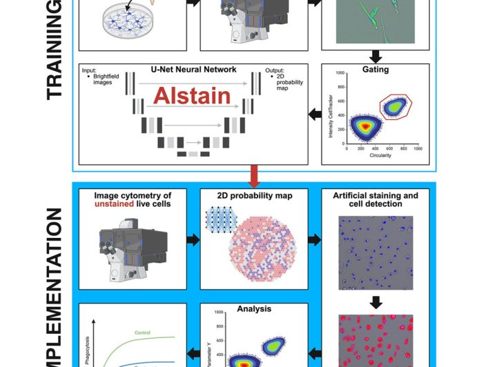 AIstain: Enhancing microglial phagocytosis analysis through deep learning