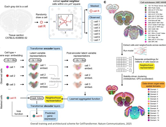AI model to build one of the most detailed mouse brain maps