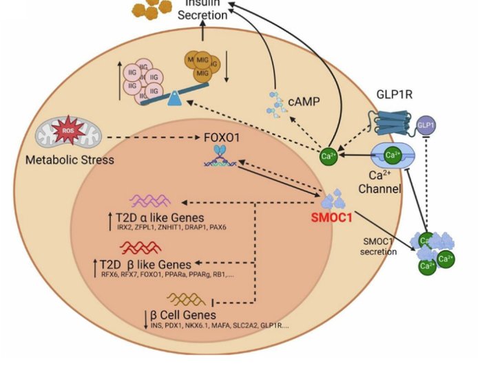 Gene converts insulin-producing cells into blood-sugar boosters