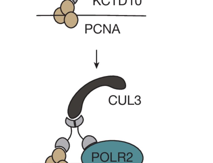 ‘Traffic controller’ protein protects DNA, and may kill cancer cells