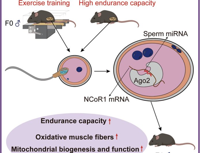 Sperm microRNAs regulate paternal transmission of exercise capacity