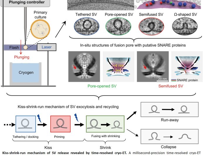 Synaptic vesicle release revealed by time-resolved cryo-ET