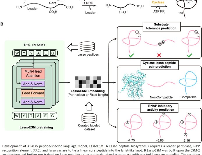 A language model for enhanced lasso peptide property prediction