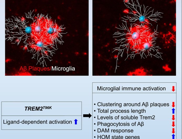 Microglial gene mutation inked to increased Alzheimer’s risk