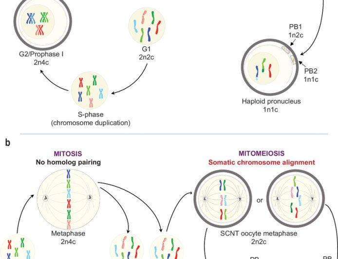 Functional eggs from human skin cells