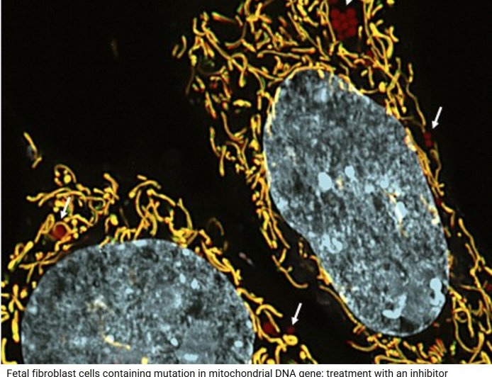 Regulating the inheritance of mitochondrial DNA mutations