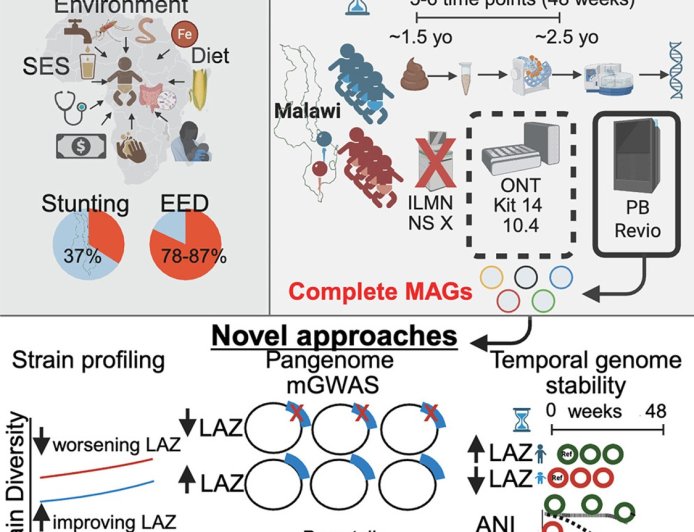 Linking stable gut bacteria to healthy childhood growth