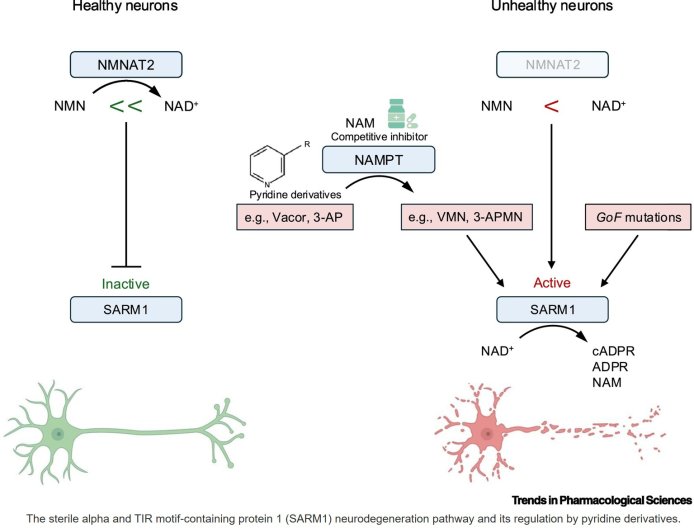 Targeting SARM1 in brain