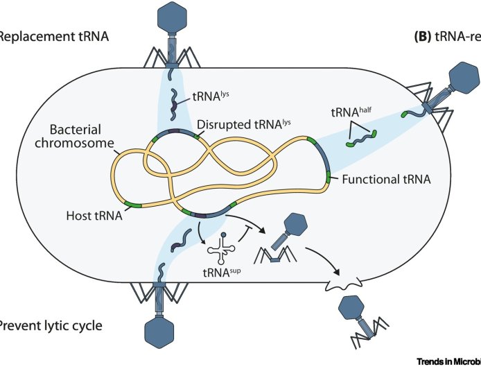 Phage tRNAs: decoding the enigma