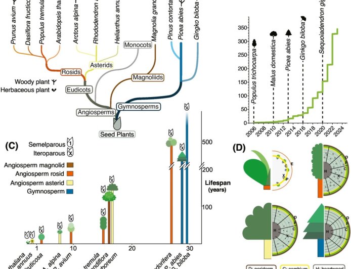 An updated perspective: what genes make a tree a tree?