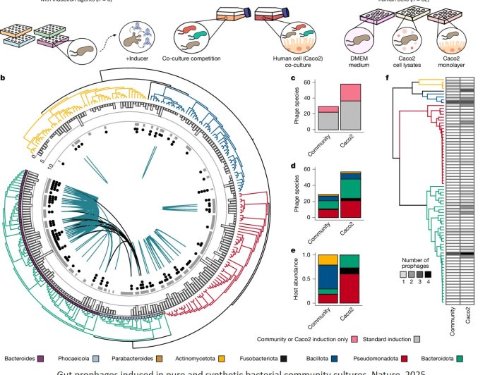 Discovery of hundreds of new human gut viruses