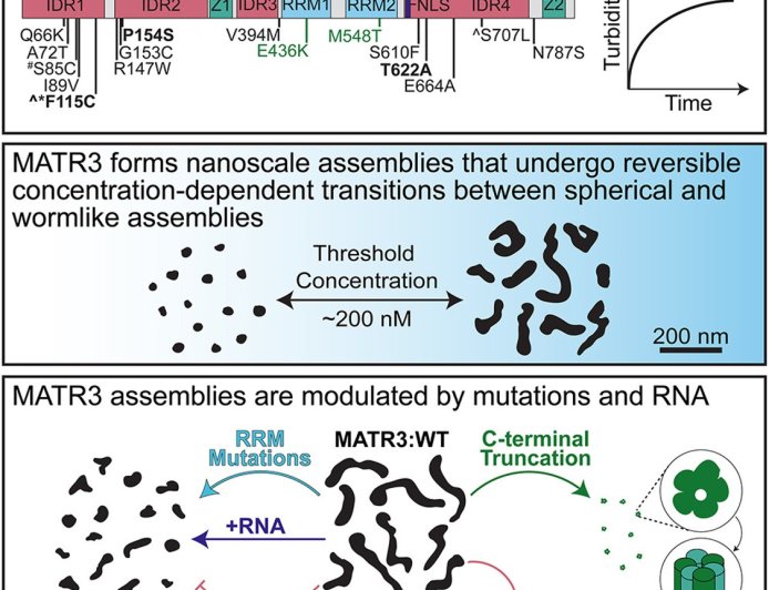 New insights into ALS-linked protein