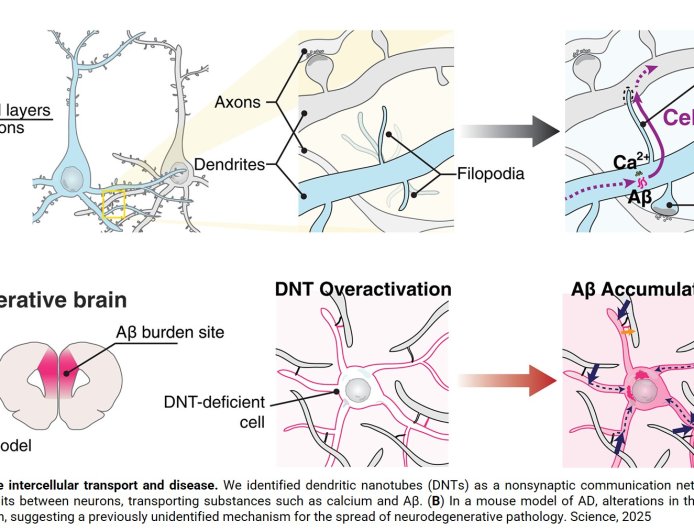 A dendritic nanotubes for intercellular communication in brain