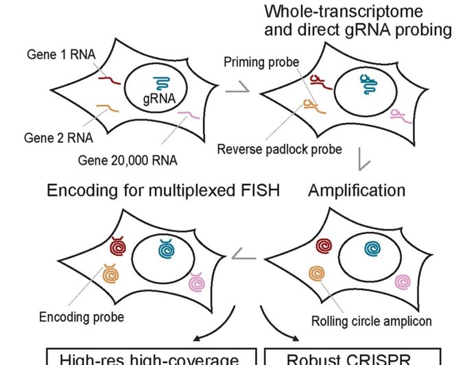 Whole-genome spatial transcriptomics with no sequencing