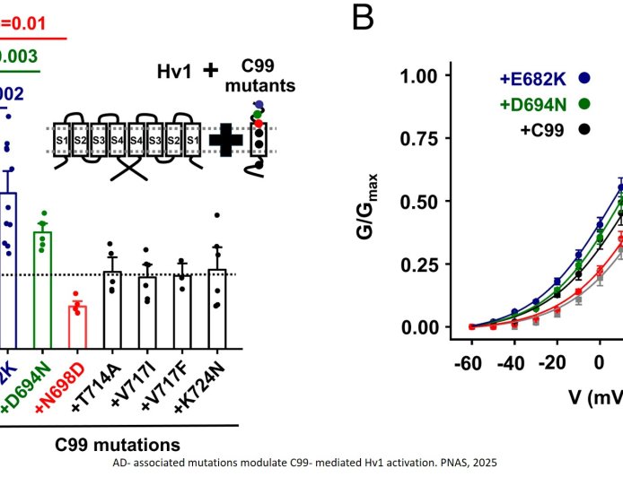 New Alzheimer’s mechanism linked to brain inflammation