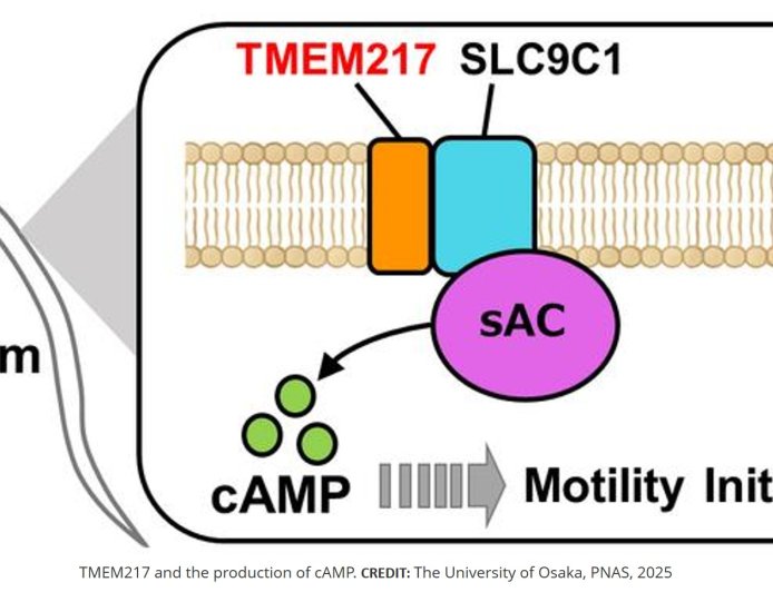 Protein interaction is crucial for mouse sperm motility and male fertility