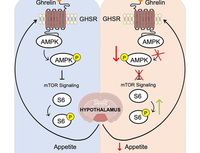 Glycation-lowering compounds curb hunger, lower insulin resistance and extend lifespan