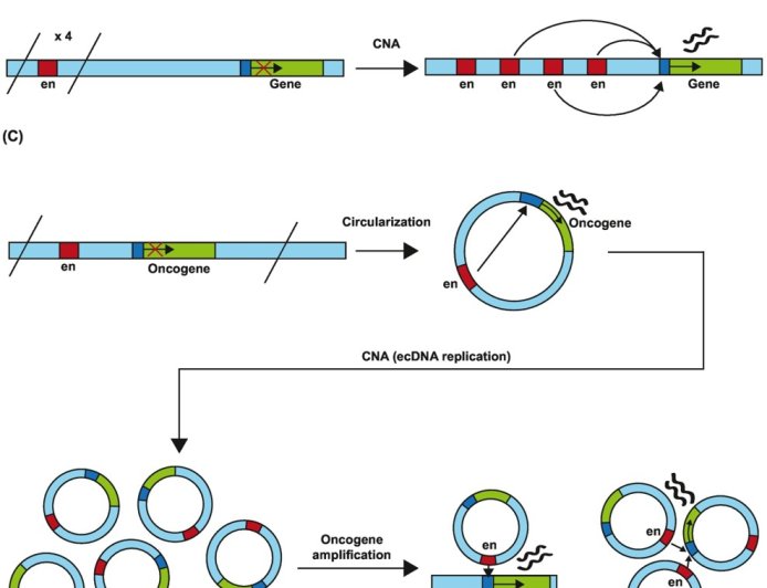 How structural variation shapes the cancer epigenome