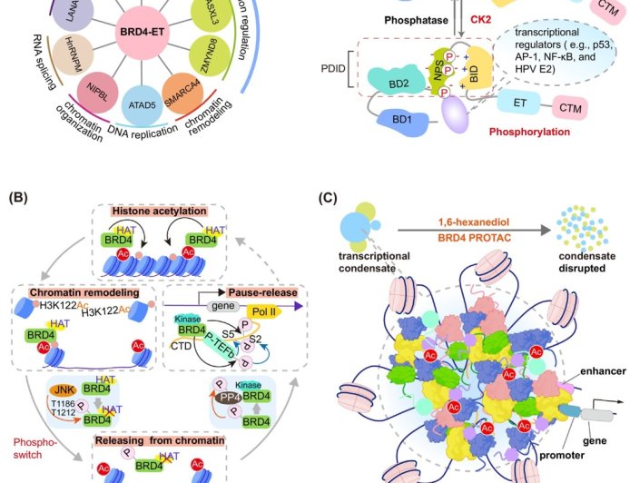 Targeting BRD4 bromodomains and beyond: exploring new therapeutic frontiers