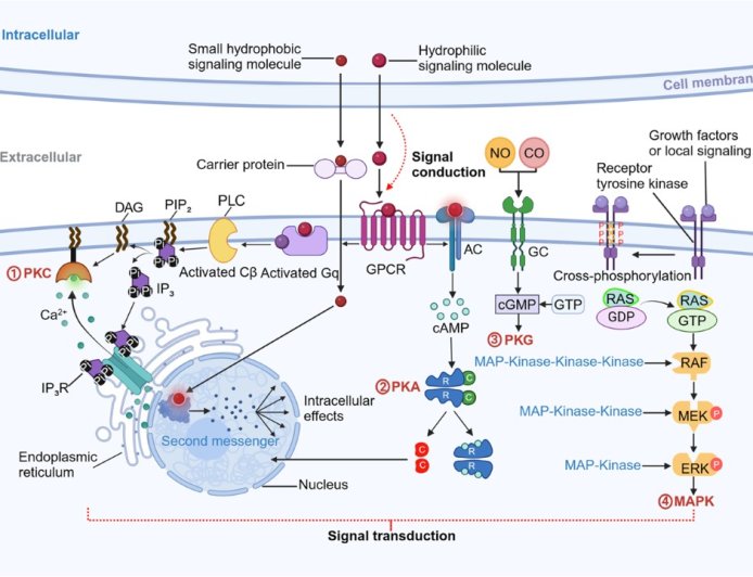 Cell Signaling and Communication between Cells